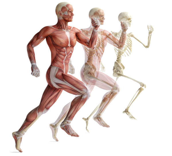 human musculature