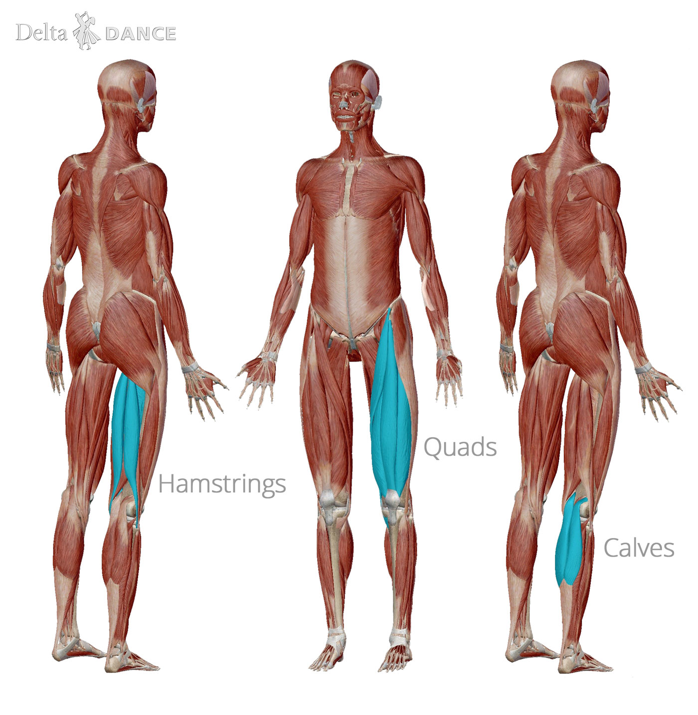 Leg muscles used for dancing